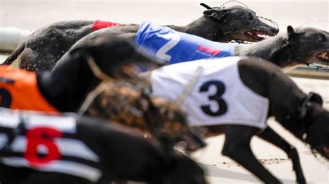 sporting life greyhound tips|Dogs tips: Saturday night greyhounds preview and best bets.